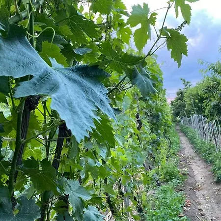 Bujtina Gjyshi Ilo 4*