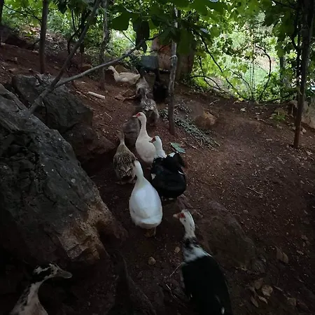 招待所 Bujtina Gjyshi Ilo