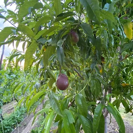 Bujtina Gjyshi Ilo Maison d'hôtes Tushemisht