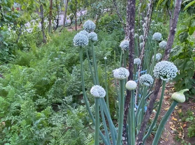 Гостевой дом Bujtina Gjyshi Ilo