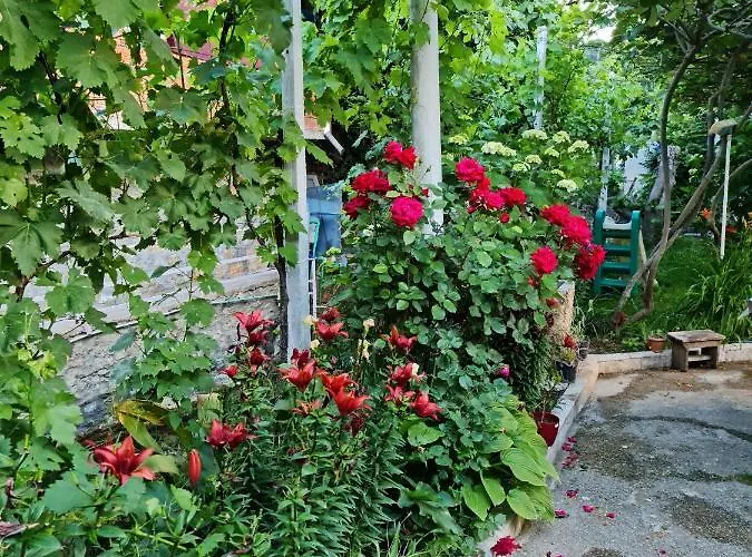 Bujtina Gjyshi Ilo Гостевой дом Tushemisht