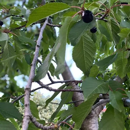 Bujtina Gjyshi Ilo *