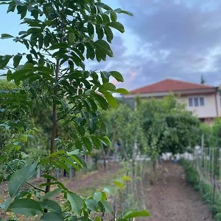 Bujtina Gjyshi Ilo