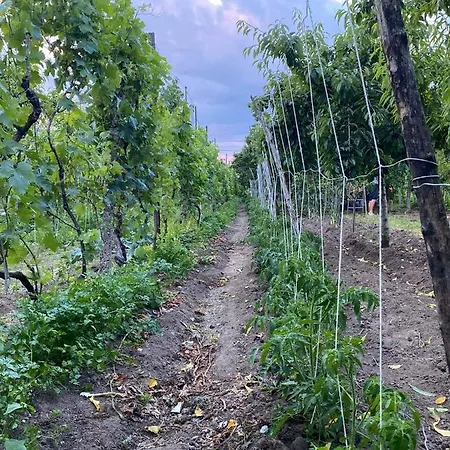 Penzion Bujtina Gjyshi Ilo 4*