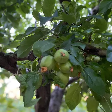 Bujtina Gjyshi Ilo Penzion 4*